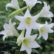Trumpet shaped Lily Longiflorum